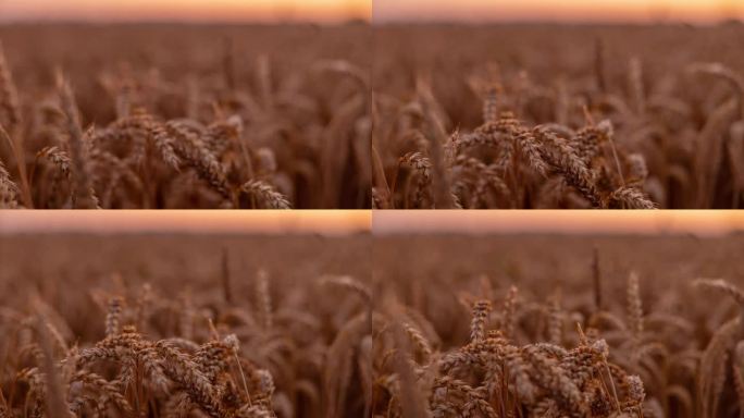 运动控制时移镜头拍摄金色麦秆在农村的生长