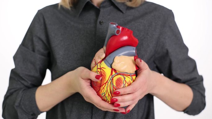 一名女子手持人体心脏模型