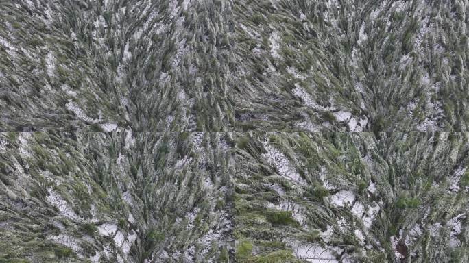 寒潮冷空气冰冻倒春寒竹山竹林竹海冻雨雾凇