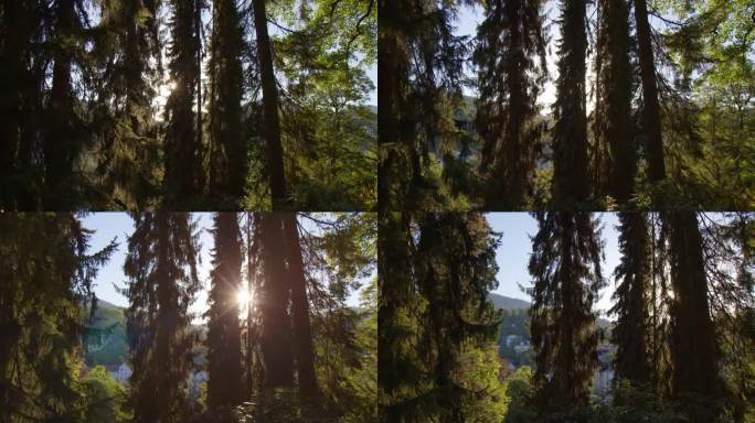 阳光透过德国巴登-巴登森林里高大的云杉照射。中景镜头