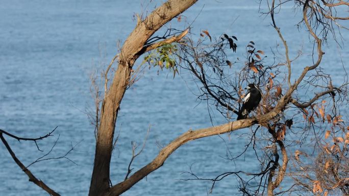 一只小鸟栖息在树枝上，欣赏着周围宁静的景色。