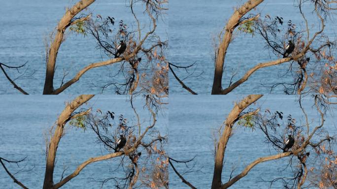 一只小鸟栖息在树枝上，欣赏着周围宁静的景色。