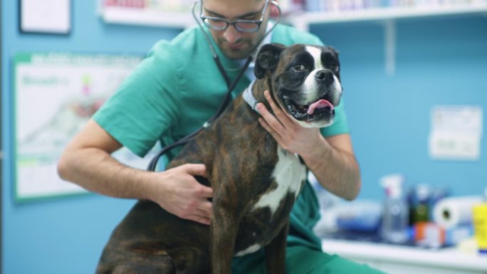 兽医正在检查一只狗。
