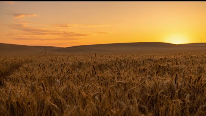 运动控制延时金色小麦作物在日出的天空
