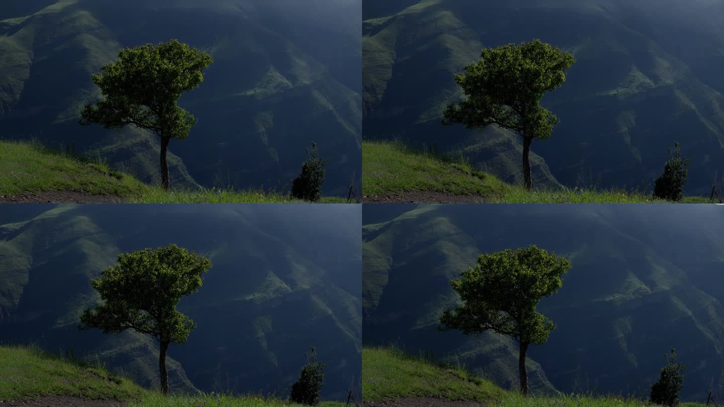 悬崖边上的剪影树俯瞰山谷。