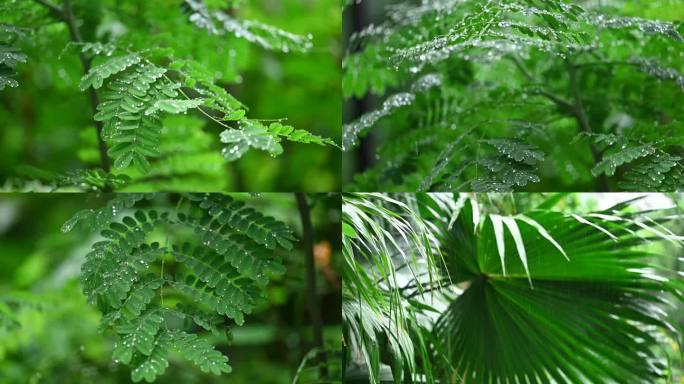 下雨绿植户外下雨