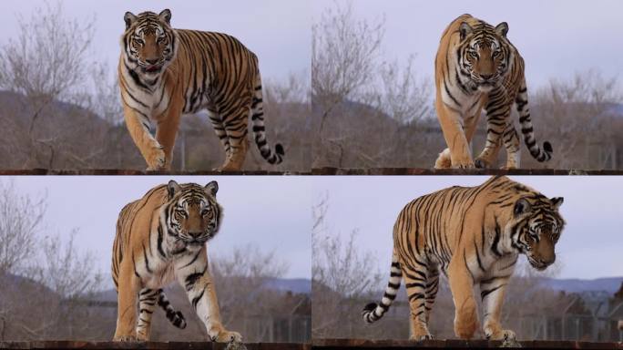 老虎舔着嘴唇，慢悠悠地走过野生动物保护区