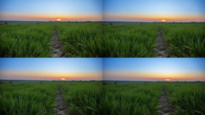 运动控制时移绿色小麦作物生长在农村在日出