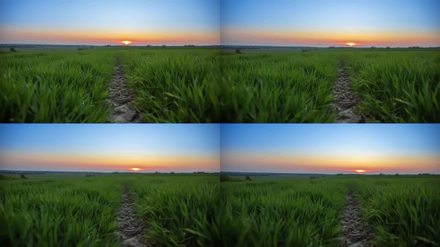 运动控制时移绿色小麦作物生长在农村在日出
