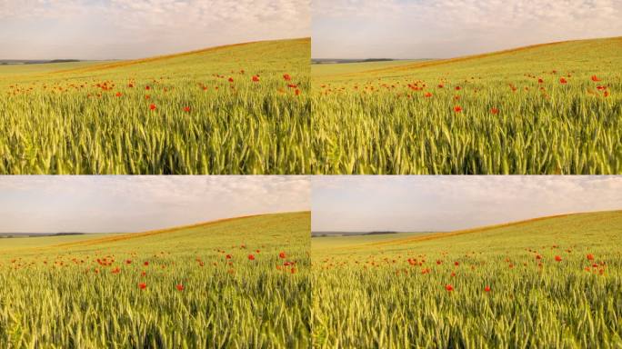 在阳光农场的小麦作物中生长的红色野花