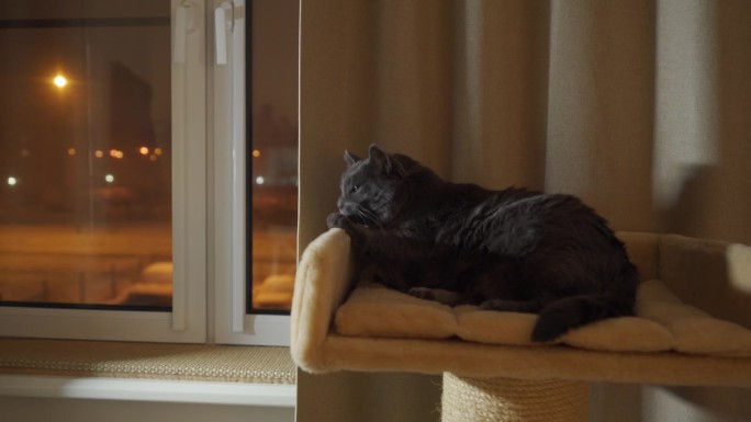大胖灰猫躺在大剑麻抓桩树床上休息。冬天的晚上，家猫在猫床上打盹。