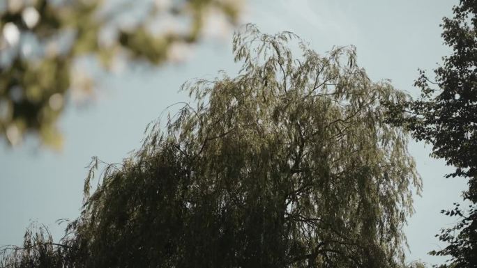 树在风中摇曳。自然背景。