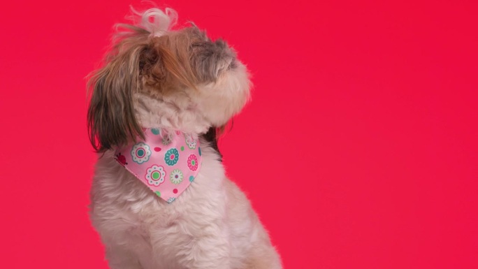 好奇的小西施小狗带着粉红色的大手帕向上看，在红色的背景前伸出舌头和舔鼻子