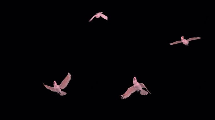 粉红凤头鹦鹉-鹦鹉鸟-飞行过渡- 2 -阿尔法通道