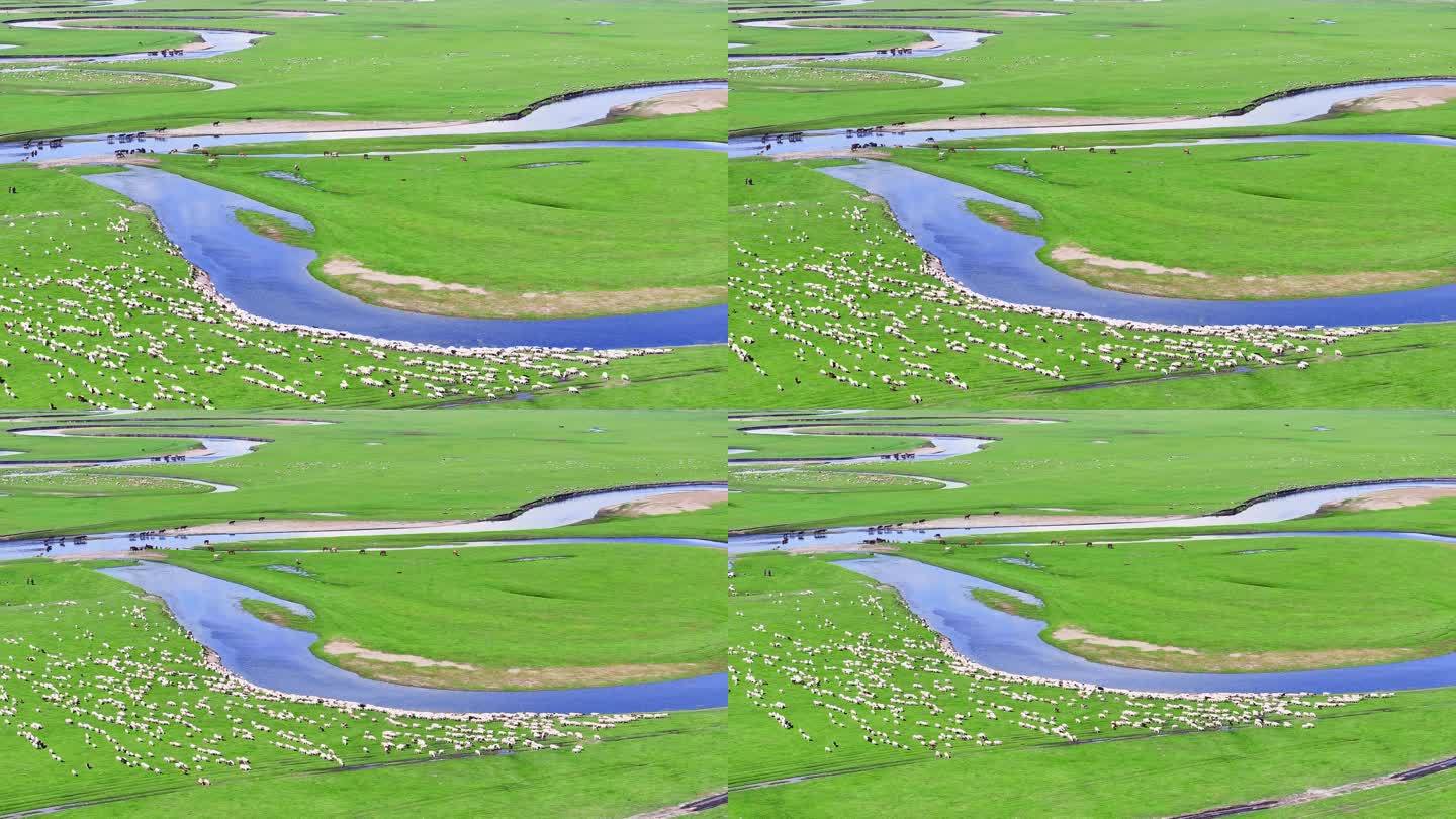 呼伦贝尔 莫日格勒河 大草原 羊群