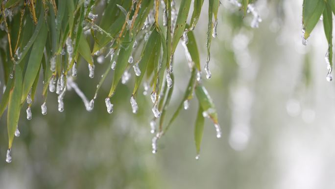 寒潮冷空气冰冻冰凌竹叶毛竹冰挂实拍原素材