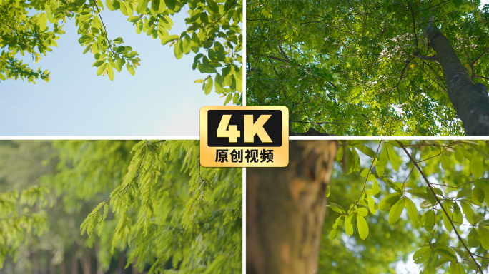 4K原创实拍大自然蓝天树叶空镜