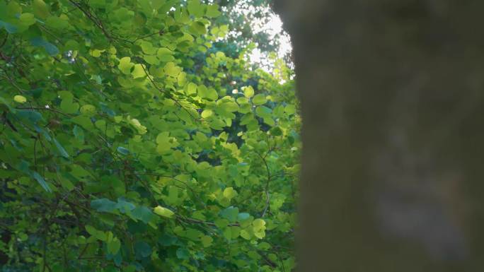 4K原创实拍大自然蓝天树叶空镜