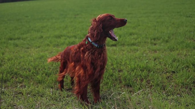 美丽的红色塞特狗站在后院的田野里环顾四周。散步、休息。自然界中的宠物