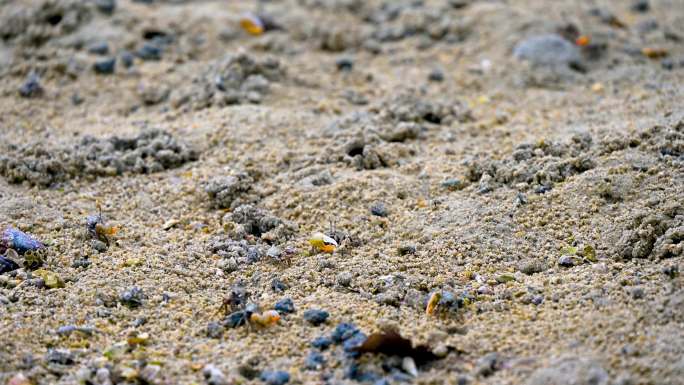 海南三亚退潮后沙滩上出洞觅食的螃蟹