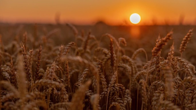 运动控制时间推移近距离日出在金色的小麦作物