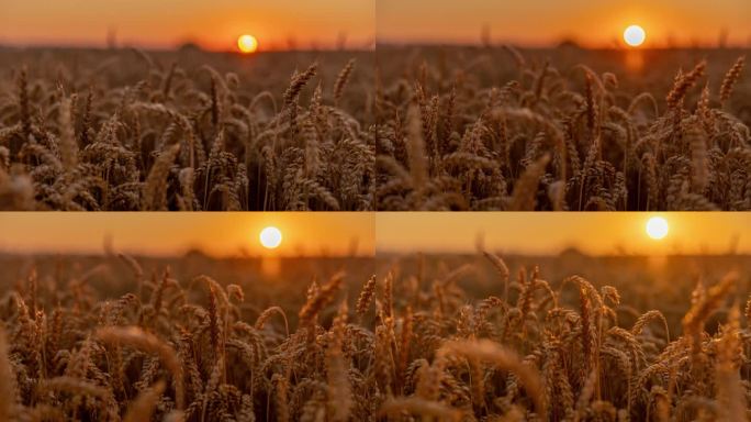 运动控制时间推移近距离日出在金色的小麦作物