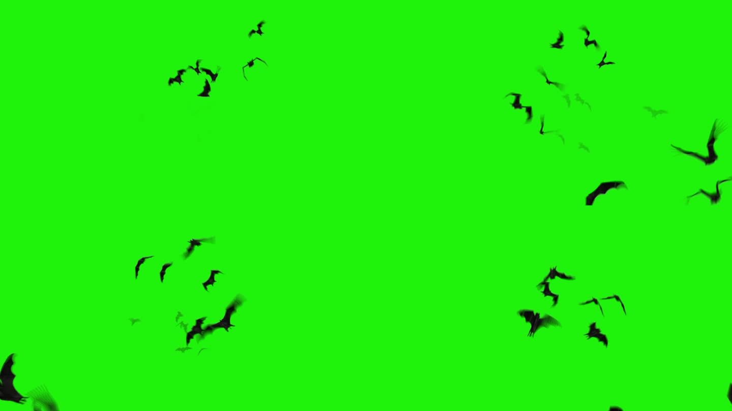 现实蝙蝠飞向观众绿色屏幕4K循环