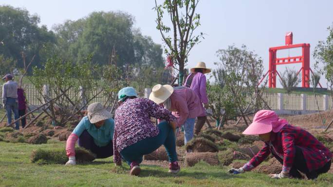 园林绿化工人铺设马尼拉草坪