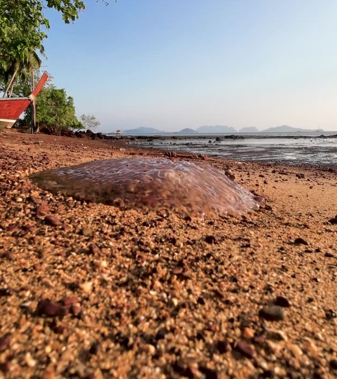 海滩上的大型水母——海水温度上升