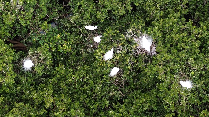 惠东黄埠盐洲岛湿地公园的小鸟天堂