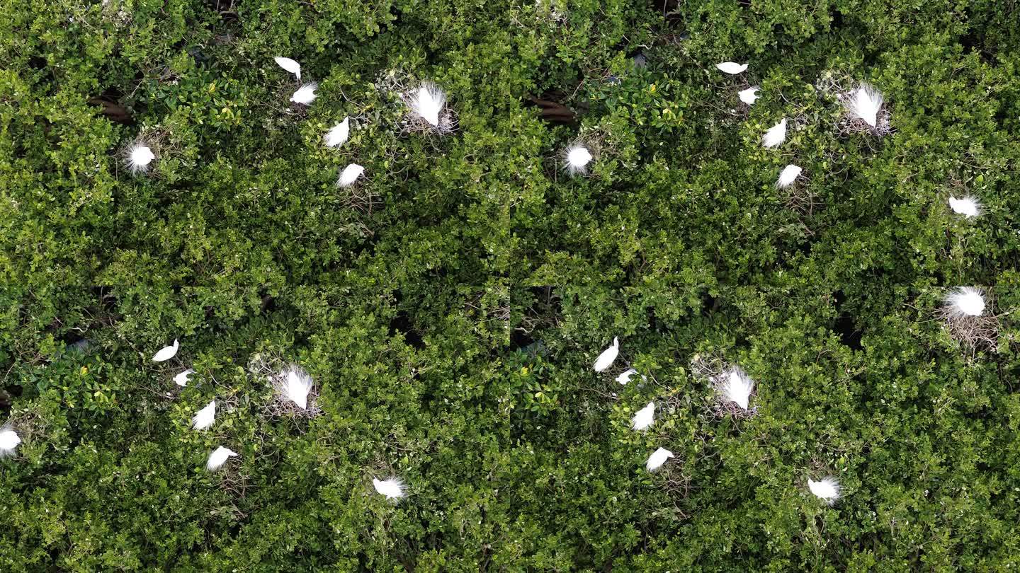 惠东黄埠盐洲岛湿地公园的小鸟天堂