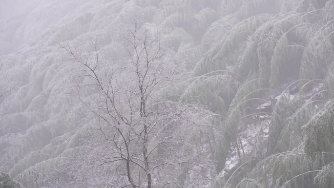 寒潮冷空气冰冻倒春寒竹山竹林竹海冻雨雾凇