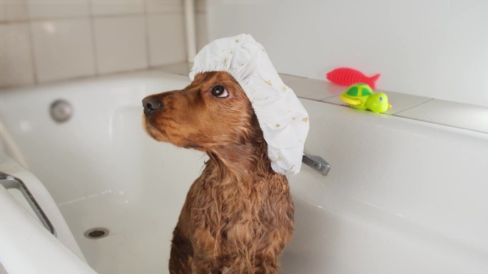 一只红色的西班牙猎犬戴着泳帽坐在浴缸里。
