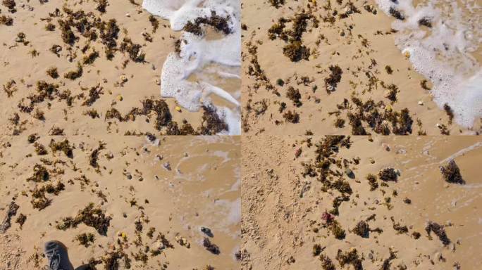 Cádiz沙滩的近景，海藻散落在海岸上，附近的海浪产生泡沫，表明了海岸的自然和动态环境。