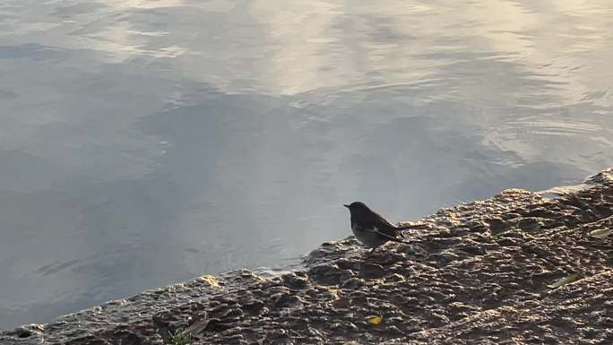 西湖边鹊鸲觅食近距离原声实拍素材