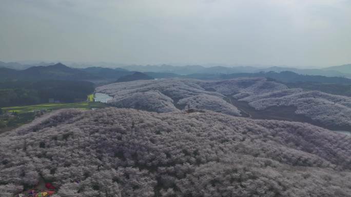 4K航拍贵州漫山遍野的樱花