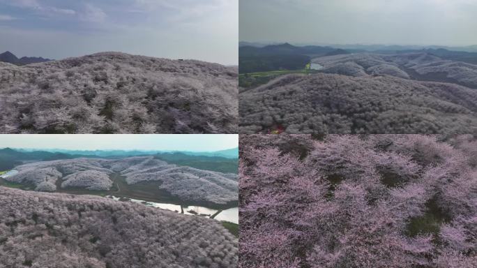 4K航拍贵州漫山遍野的樱花