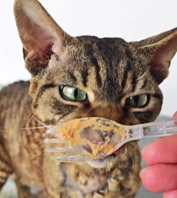 德文卷毛猫吃勺子上的罐头多角度竖版视频