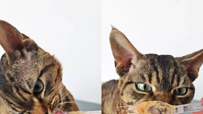 德文卷毛猫吃勺子上的罐头多角度竖版视频