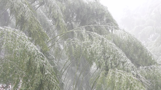 寒潮冷空气山区毛竹山竹林冰冻雨雪实拍素材