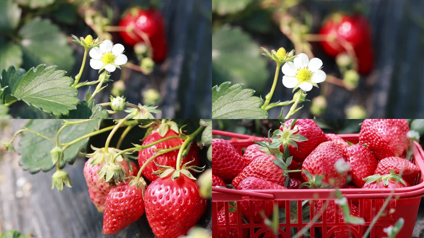 春季草莓园采摘