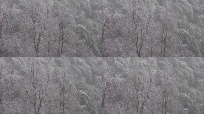 寒潮冷空气冰冻倒春寒竹山竹林树木冻雨雾凇