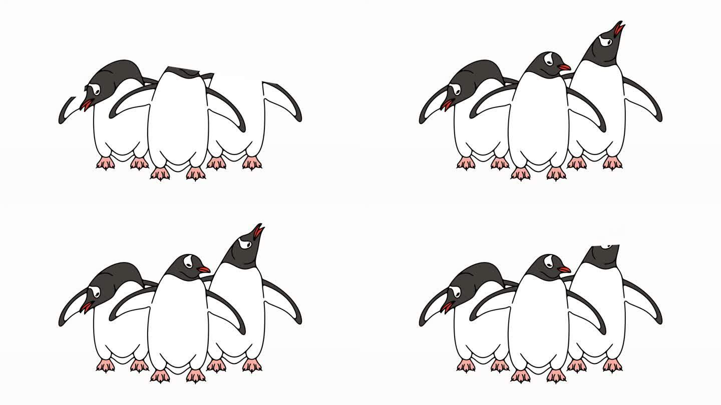 亚南极企鹅或巴布亚企鹅图形动画。动物，鸟，鸟类，羽毛，南极洲白色背景运动设计。4 k的决议