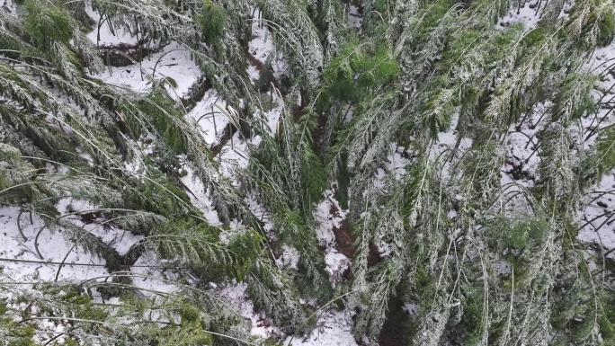 寒潮冷空气冰冻倒春寒竹山竹林竹海冻雨雾凇