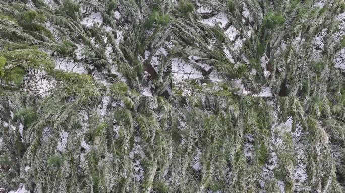 寒潮冷空气冰冻倒春寒竹山竹林竹海冻雨雾凇