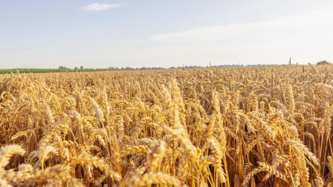 运动控制延时平移拍摄金色小麦作物在阳光明媚的田野