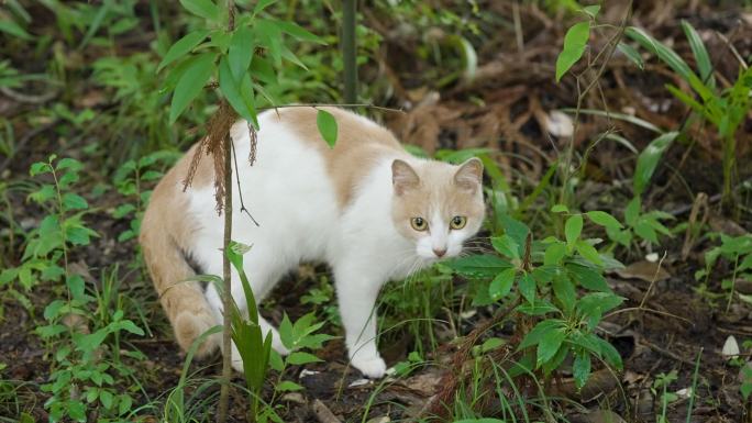 公园里的流浪猫