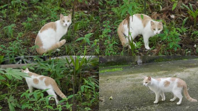 公园里的流浪猫