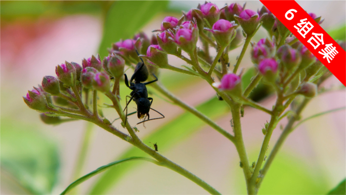 蚂蚁微距摄影 昆虫在绿叶上爬行的微观世界