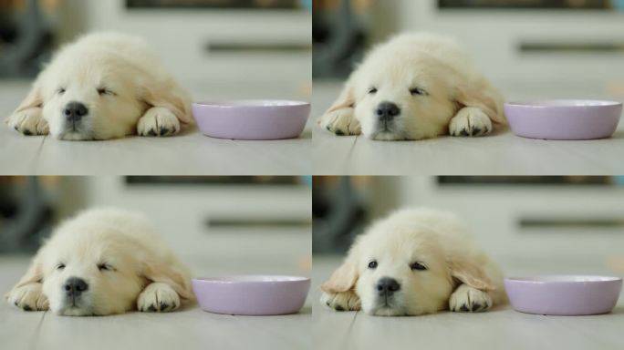 一只小狗在碗旁的地板上打盹，做着美梦